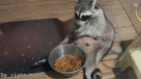 Ryan aka KeylimeRy online show from 28, 2, 2025