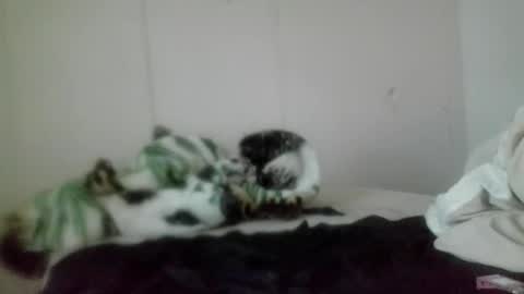 Roxy and Brock online show from 5, 11, 2025