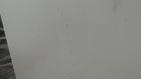 Snapshot of rylierouse chatting on 25, 10, 2025 rylierouse online show from 25, 10, 2025