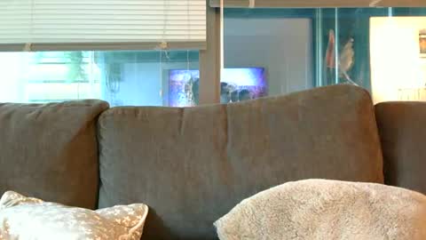 Snapshot of sebroyce chatting on 14, 6, 2026 Sebastian Royce online show from 14, 6, 2026