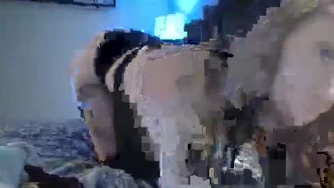 sexxileeah online show from 25, 1, 2025