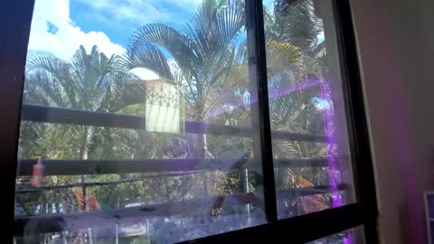 Shana online show from 31, 1, 2025