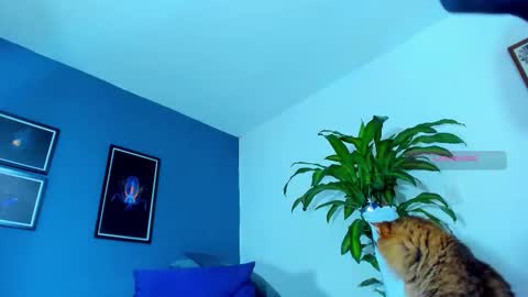 silvabranko online show from 1, 11, 2025