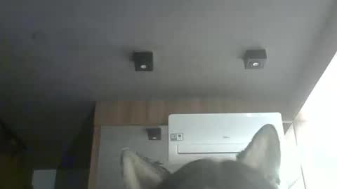 Snapshot of skinnykittencam chatting on 4, 2, 2026 skinnykittencam online show from 4, 2, 2026