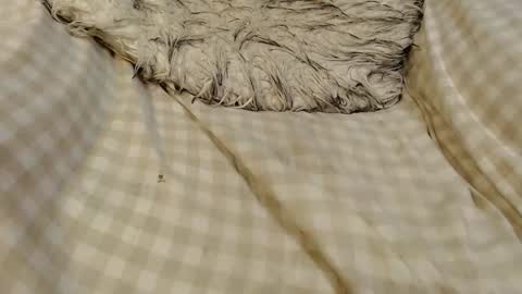 Snapshot of skinnytrans69 chatting on 16, 1, 2026 skinnytrans69 online show from 16, 1, 2026