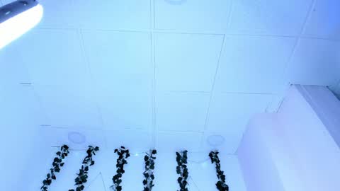 Snapshot of sophiehill_gh chatting on 31, 1, 2025 SOPH online show from 31, 1, 2025