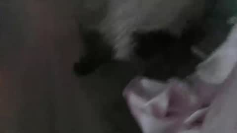 Snapshot of sp1tpuppeh chatting on 1, 5, 2026 sp1tpuppeh online show from 1, 5, 2026
