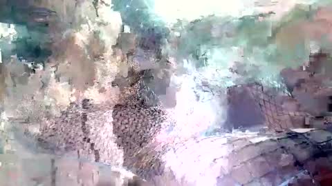 Snapshot of spence6669_tree chatting on 15, 11, 2025 spence6669_tree online show from 15, 11, 2025