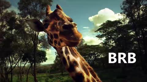 Snapshot of sport_tall_karina chatting on 18, 1, 2025 Karina online show from 18, 1, 2025