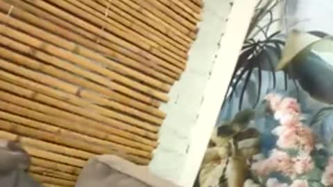 tacovegan4 online show from 5, 12, 2025