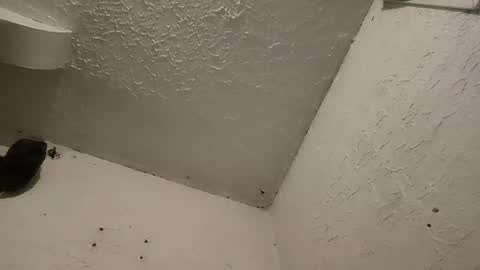 Talen James online show from 11, 3, 2025