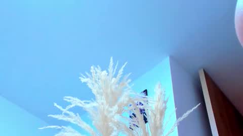 tayler_swift1 online show from 13, 2, 2026