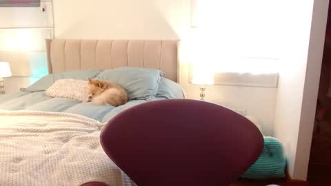   online show from 2, 1, 2025