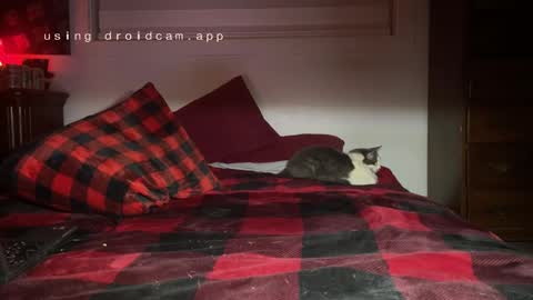 Thatcarrguyy online show from 3, 12, 2024