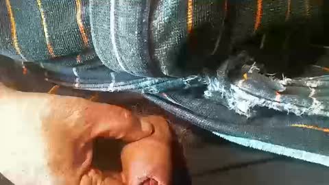 tiger1181 online show from 18, 10, 2025