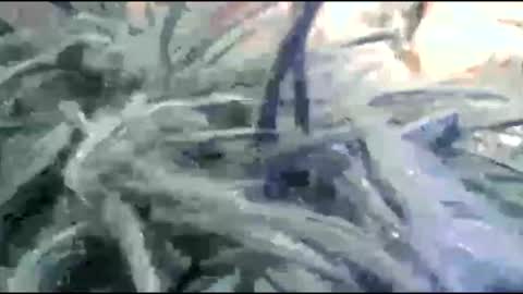 Snapshot of tooshort30w59675 chatting on 17, 2, 2026 tooshort30w59675 online show from 17, 2, 2026