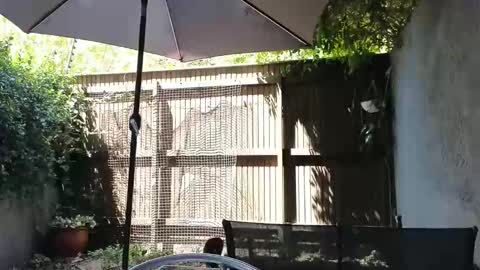 Snapshot of topsywilde chatting on 14, 2, 2026 Topsy online show from 14, 2, 2026