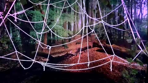 Jessie online show from 28, 10, 2025