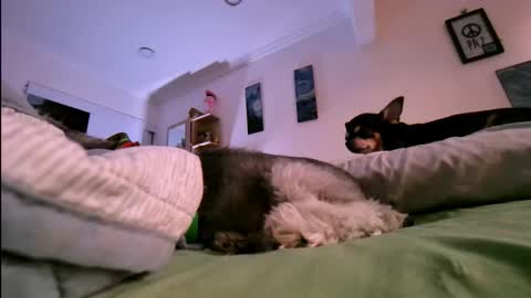 veronica online show from 17, 1, 2026