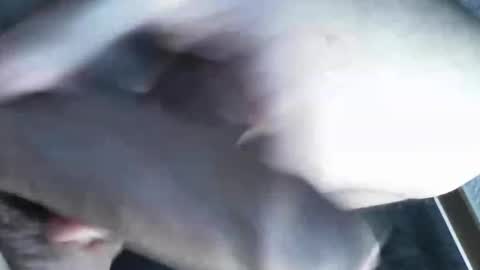   online show from 8, 3, 2025