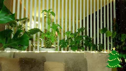 Violetta online show from 7, 1, 2026