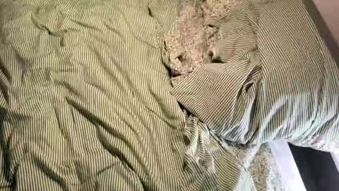 Snapshot of vireiax chatting on 14, 3, 2026 Vireia online show from 14, 3, 2026