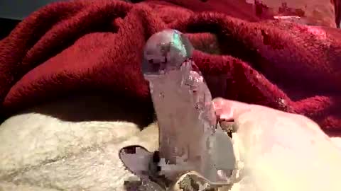 virtual_hand_player online show from 31, 1, 2025