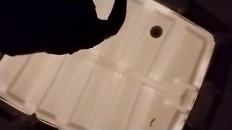 waffywaff77 online show from 4, 12, 2025