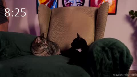 Snapshot of waynenorth chatting on 22, 2, 2026 waynenorth online show from 22, 2, 2026