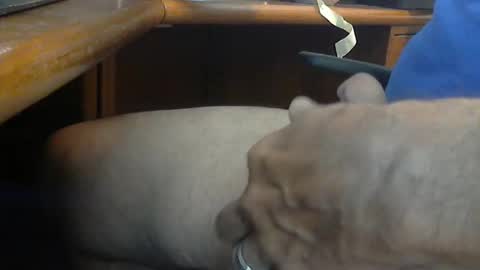 Wineman88886 online show from 21, 3, 2026