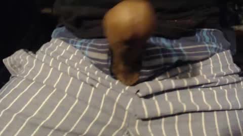 xentric777 online show from 31, 10, 2025