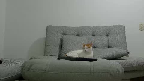 Snapshot of yeisongomezz chatting on 8, 7, 2026 yeisongomezz online show from 8, 7, 2026