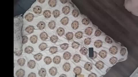 Dan online show from 15, 3, 2026