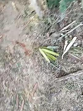 Snapshot of Monster_Bigdick chatting on 12, 1, 2025 Monster Bigdick online show from 12, 1, 2025