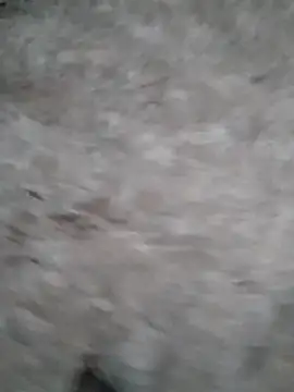 Mafiya1604 online show from 17, 9, 2025