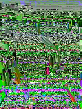 Vikki toriya online show from 1, 3, 2026