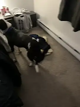 illbDanned online show from 27, 12, 2024