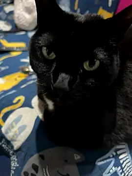 Snapshot of Shanonsex2 chatting on 16, 9, 2025 Shanonsex2 online show from 16, 9, 2025