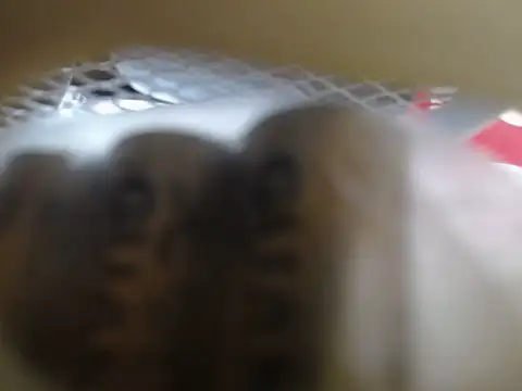 lovense test04 online show from 11, 2, 2026