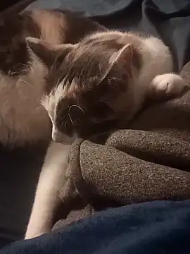 Snapshot of AmazonianMistress chatting on 10, 2, 2025 AmazonianMistress online show from 10, 2, 2025