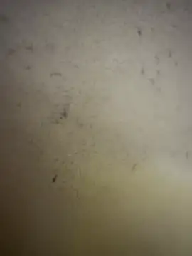 Gladiator 3 online show from 14, 2, 2026