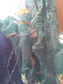 Snapshot of Simaran_bhabhi chatting on 16, 3, 2025 Simaran bhabhi online show from 16, 3, 2025