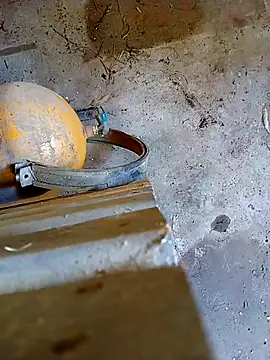 Din0071 online show from 7, 1, 2026