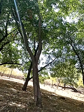 Liancy online show from 9, 10, 2025