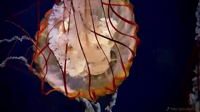 streamy test11 online show from 3, 12, 2024