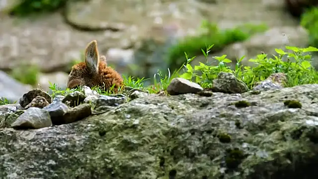 streamy test11 online show from 28, 1, 2025