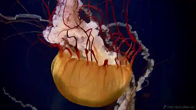 streamy test11 online show from 13, 2, 2025