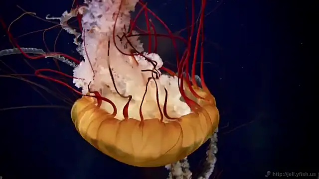 streamy test11 online show from 3, 3, 2025