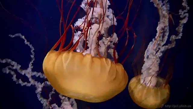 streamy test11 online show from 21, 3, 2025