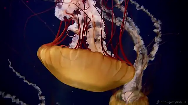 streamy test11 online show from 8, 10, 2025